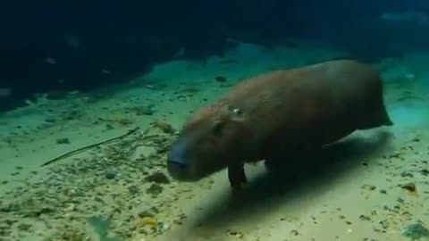 Capybara Running Underwater