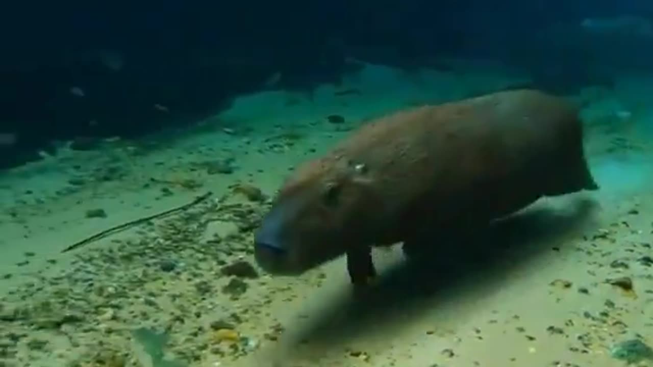 Capybara Running Underwater