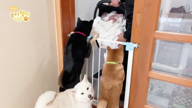 Dogs Meeting the Baby for the First Time!!!