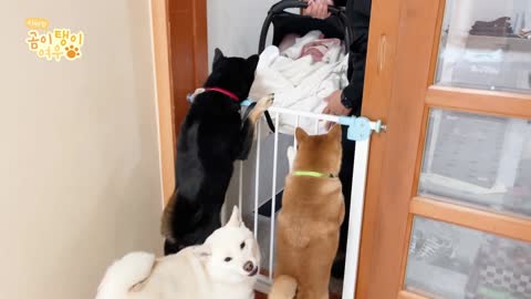 Dogs Meeting the Baby for the First Time!!!