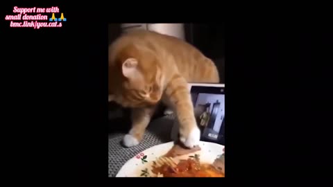 funny cats