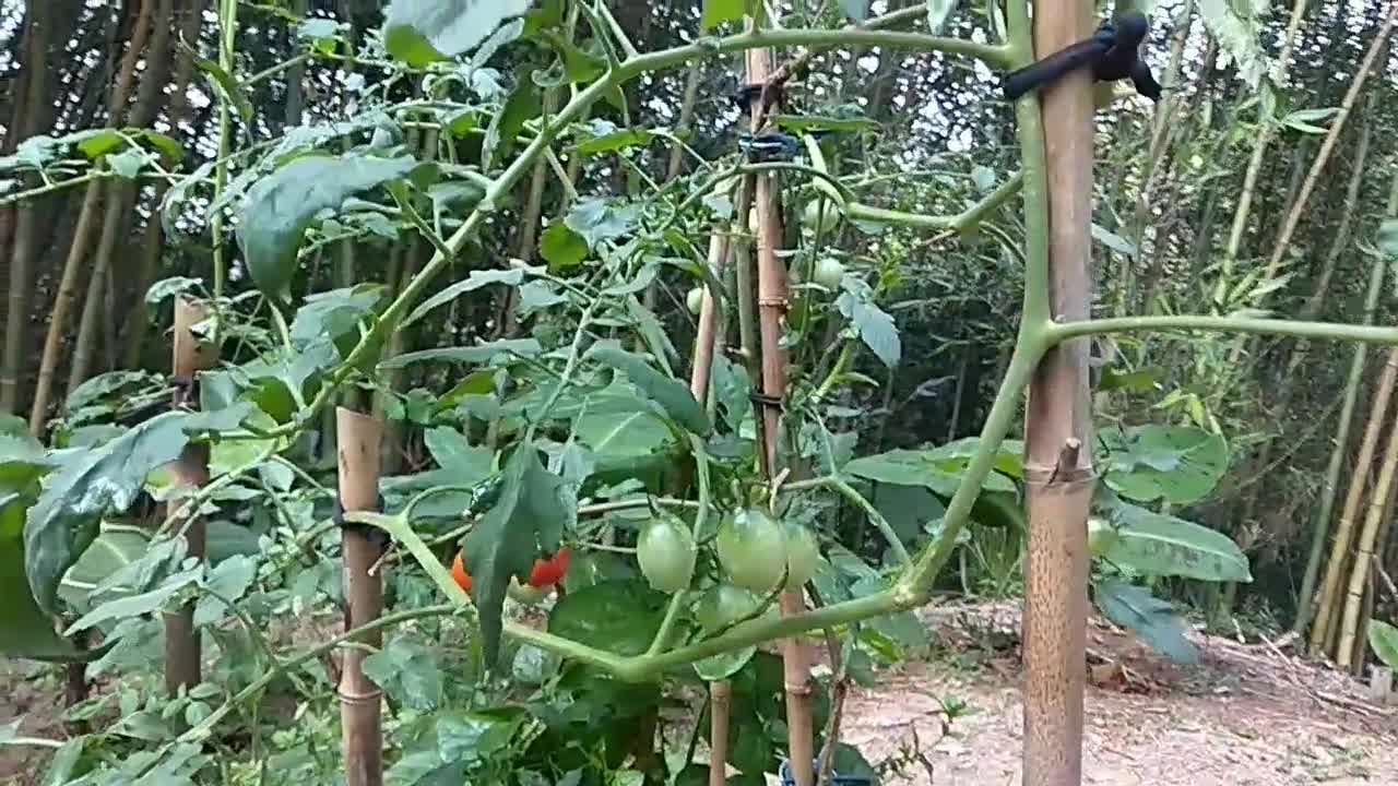 小番茄 種植成果 cherry tomato