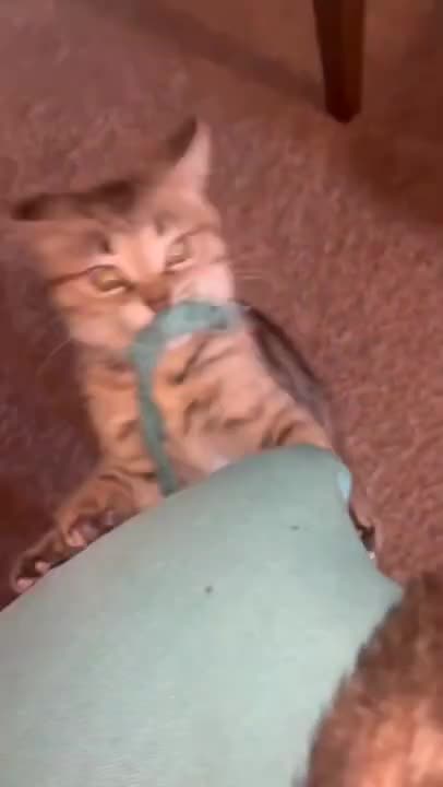 8.cute cat and funny cat shorts🤣🤣❤