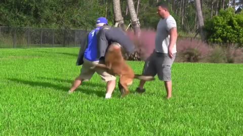 How To Make Dog Become Fully Aggressive With Few Simple Tips