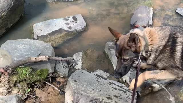 My Sable German Shepherd Wading in the Water!