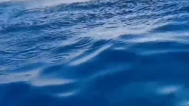 Amazing whale