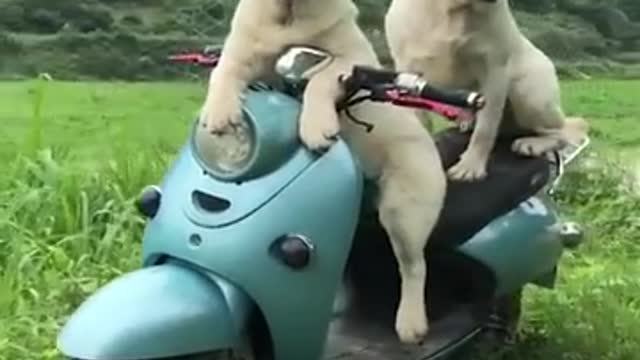 Funniest & Cutest Labrador Puppies #2 Best funny videos 2021