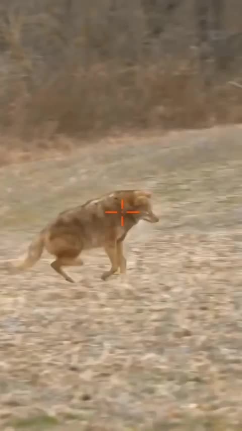 Top_Hunting___2022___Attack___Amazing_Wild_Hunting_Clips___Animal_Trap___#top_#viral_#viralshorts