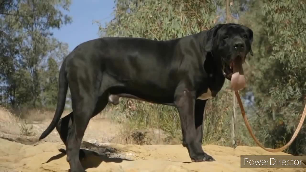 most strongest dangerous and fearless dogs, pet dogs 2021