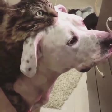 funny cat and dog