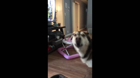 Big beautiful husky is tired of social distancing.