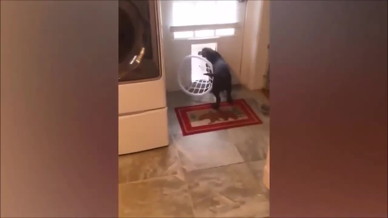 The Wild, The Cute, and The Funny