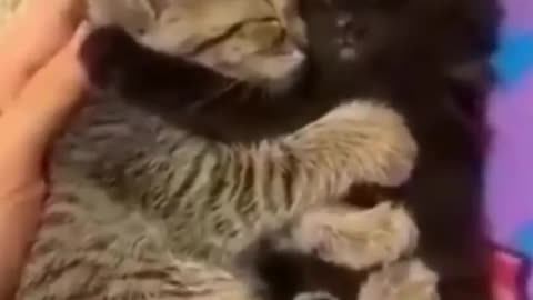 Cute Cat Compilation