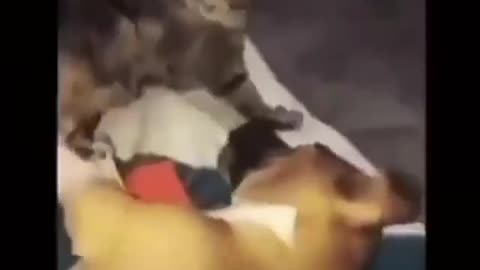 puppy vs cat