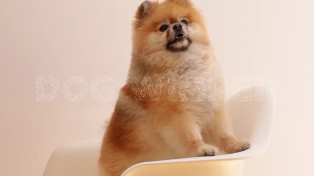 Relaxing Dog Wimper Sound - Hassan Ali
