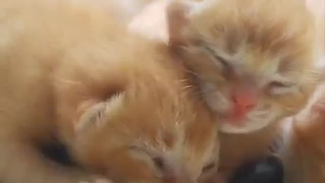 Cats funny video | funny video| cats video | #cute cat