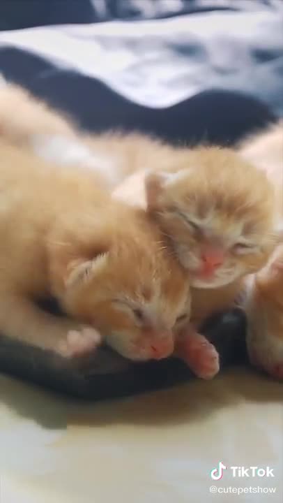 Cats funny video | funny video| cats video | #cute cat