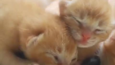 Cats funny video | funny video| cats video | #cute cat