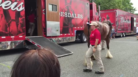 Loading up Clydesdales.