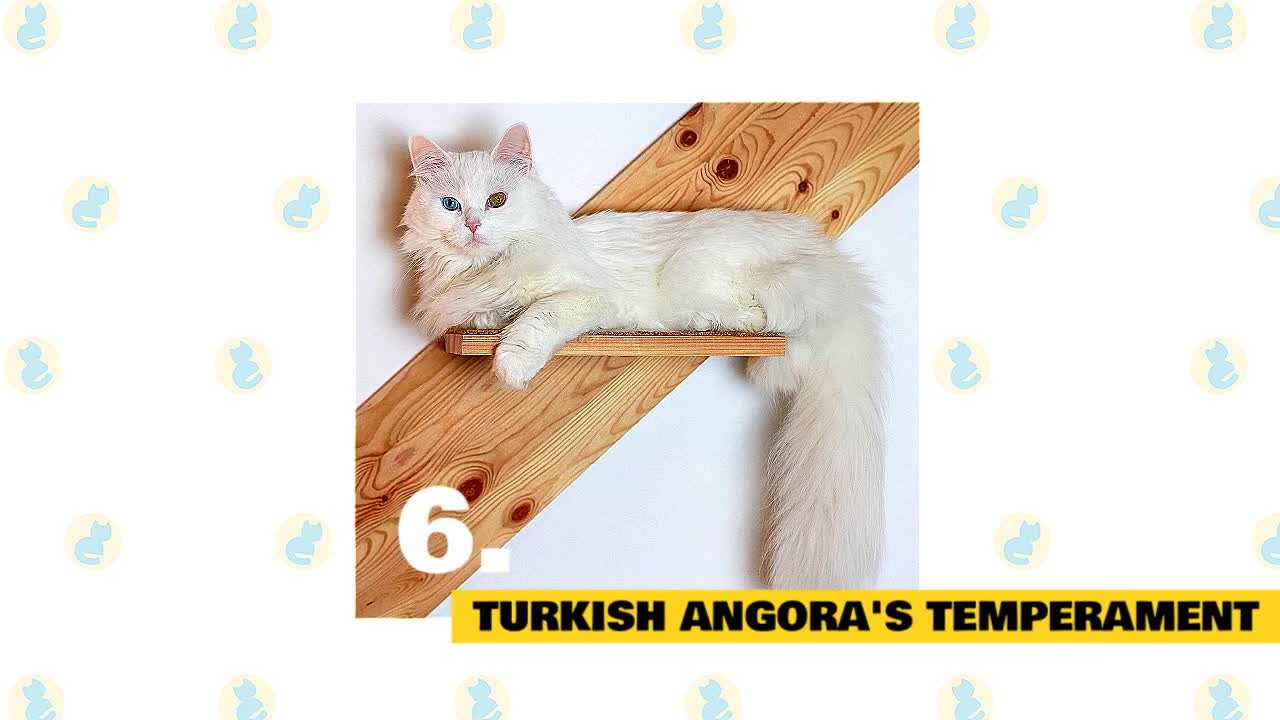 Turkish Angora Cats 101 : Fun Facts & Myths