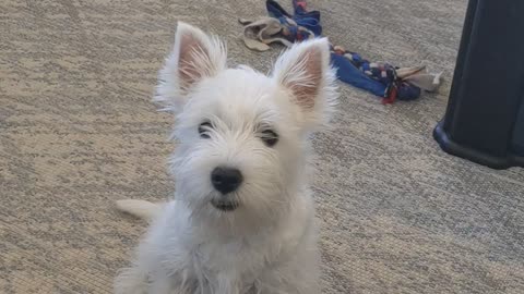 Delightful puppy has a lot to say to her owner