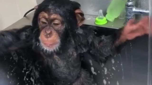 MACAQUINHO MUITO FOFO TOMANDO BANHO