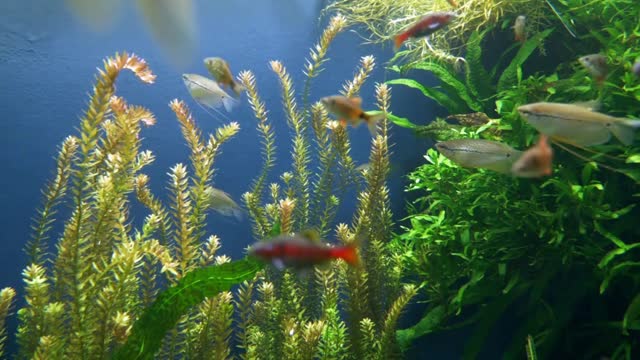 Fish and aquarium Live