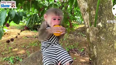 How - To Make Fun With Monkeys - Everyday Funny Monkeys