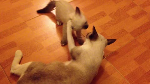 kitten plays with its mother