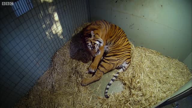 Birth of Twin Tiger Cubs | Tigers About The House | BBC Earth