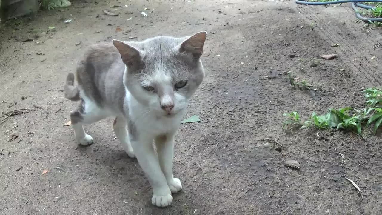 Cat Fashion time, all the moments he had 😻