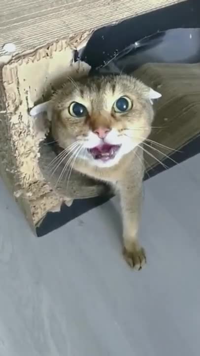 OMG-Cute & Funny Cats-Cutest Cats- Aww Animals- Cats Lovers- Cats Land-Kit