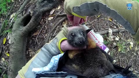 Rescuing a sugar glider this is Oyster