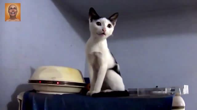 Funny Kittens and Cats Meowing Compilation 2021 - 01