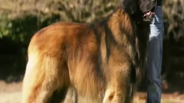 biggest dogsاكبر كلاب في العالم