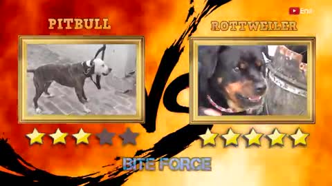 Pitbull vs rottweiler