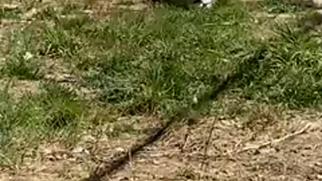 It’s relaxation time for these rescued lions 🦁🧡