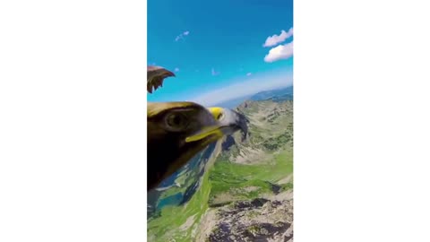 eagle