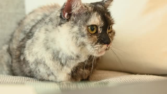 Funny cat🐈 looks funny 😄 videos😂😂😂😂😂