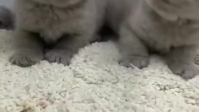 Daily life of two little black cats