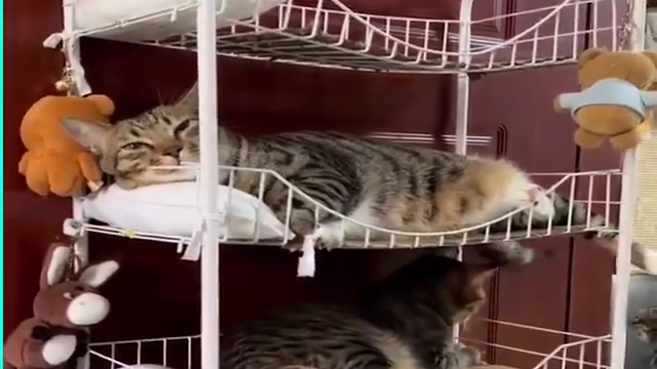 Paws Down! Cute Cat Rumble on Bunker Cots | Cat Nap Showdown"