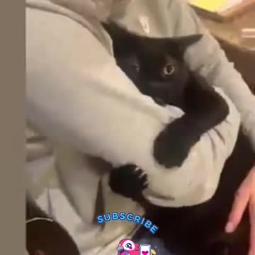 FUNNY CATS VIDEOS | CUTE CATS