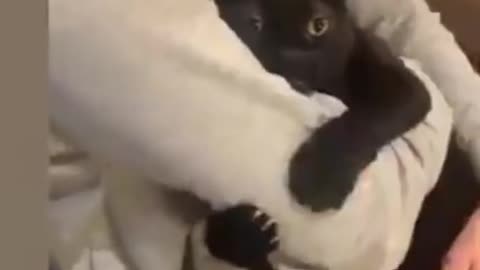 FUNNY CATS VIDEOS | CUTE CATS