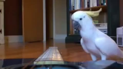 WOW! Guitar Playing cute parrot. Funny musical pet bird cockatoo video!