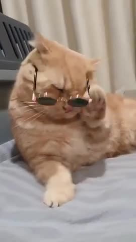 Funniest cat funny comedy scenes 🤣🤣