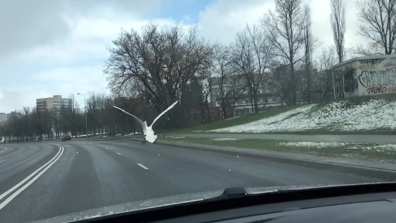 Swan Traffic