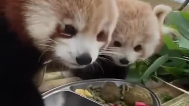 Cute little foxes eating their food