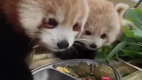 Cute little foxes eating their food