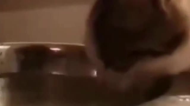 Funny Cat and Duck Drinking from Same Water Bowl Try Not to Laugh #shorts