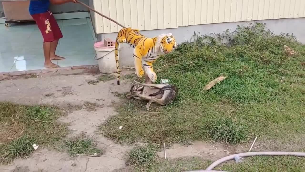 Wow Nice Fake Tiger Prank Dog!! Dog Run Very Fast Funny Prank Video 2021